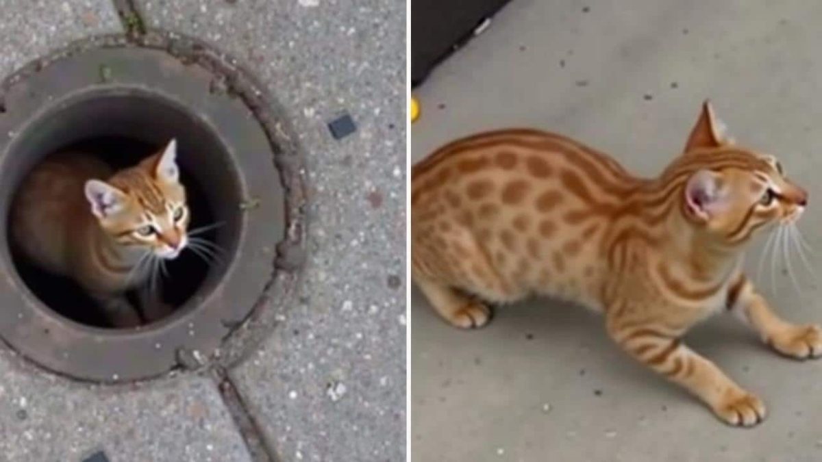 Shocking Rescue Uncovered: Kitten Trapped in Storm Drain Cries for Help