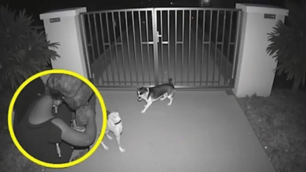 Heartbreaking Footage Reveals Loyal Dog’s Heartbreaking Devotion: The Untold Story