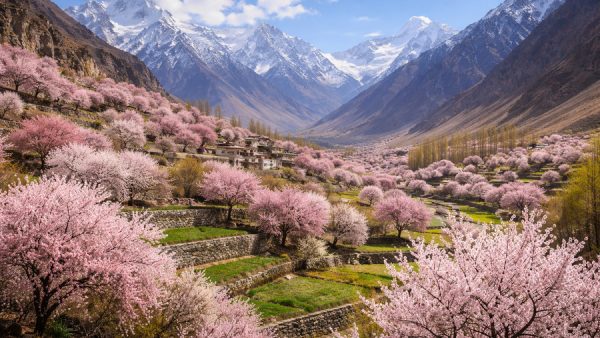 You Won’t Believe the Dreamlike Himalayan Valleys Blanketed in Apricot Blossoms This Spring