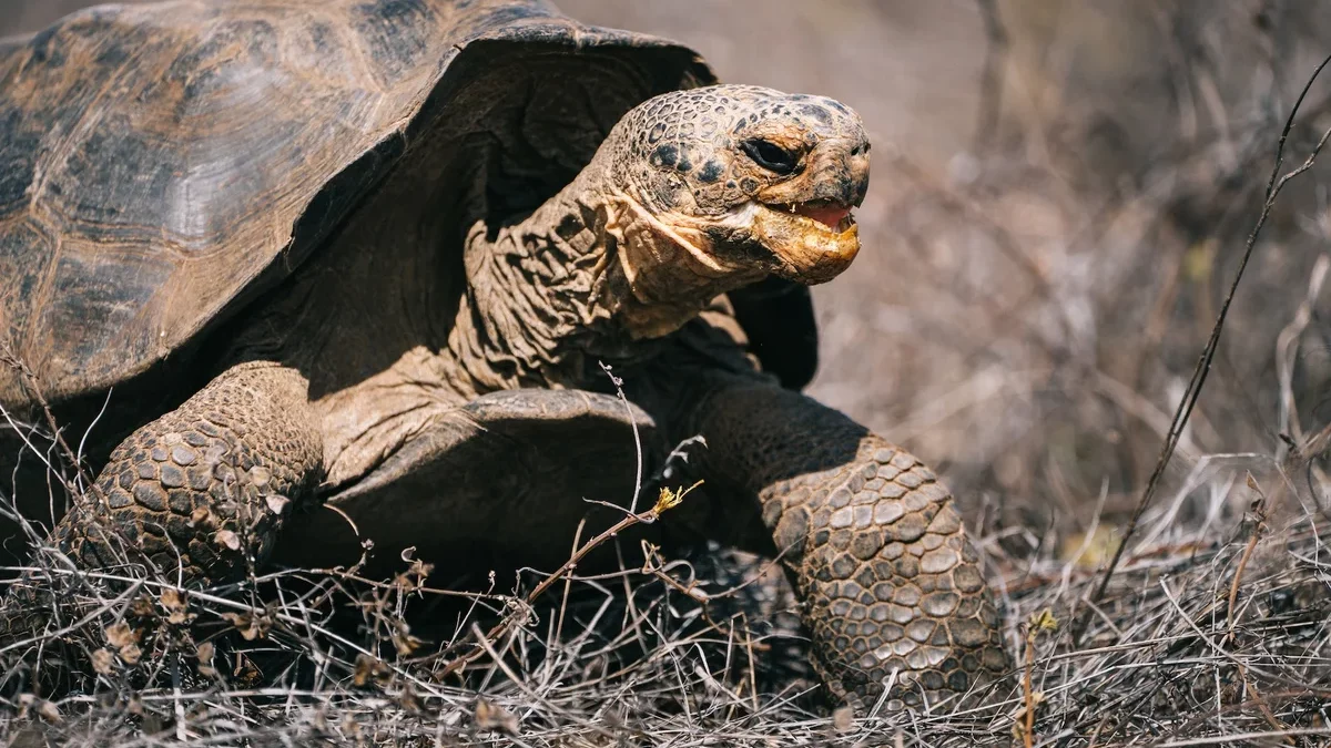 You Won’t Believe How Tortoises Are Resurrecting Galapagos’ Broken Ecosystems
