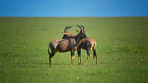 The Shocking Truth About Ethical Wildlife Safaris in Kenya That Will Change Your Travel Plans Forever