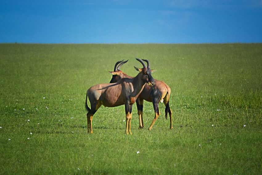 The Shocking Truth About Ethical Wildlife Safaris in Kenya That Will Change Your Travel Plans Forever