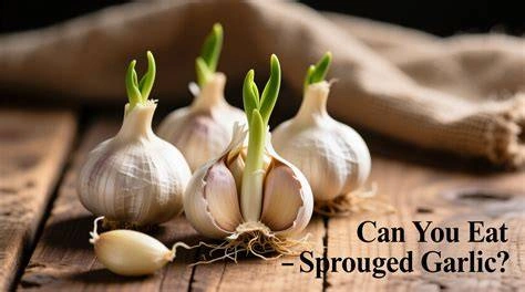 The Shocking Truth About Sprouted Garlic That Divides Chefs and Foodies Alike