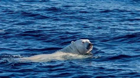 You Won’t Believe What Happened When This Polar Bear Swam Across the Ocean