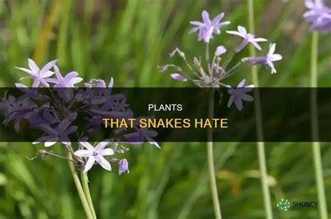 The Terrifying Backyard Threat That’s Silently Slithering Into Homes Across America