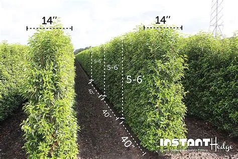 Homeowners Panic as Strict Hedge Height Limits Loom Nationwide – You Won’t Believe the Shocking Penalties!