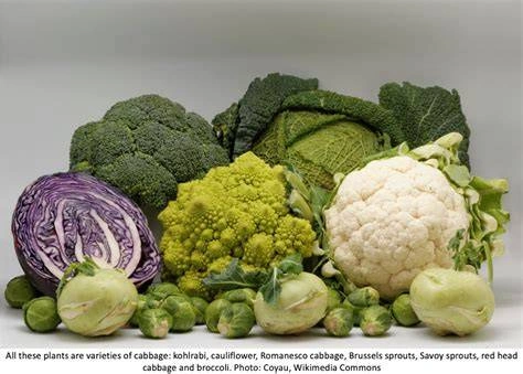 The Astonishing Health Secrets Hiding in Common Veggies