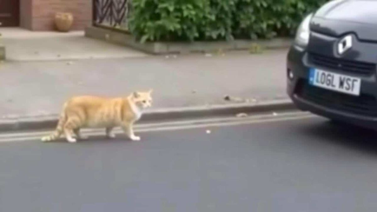 Shocking Footage Reveals the Tragic Fate of a Fearless Feline Who Just Couldn’t Resist the Call of the Open Road