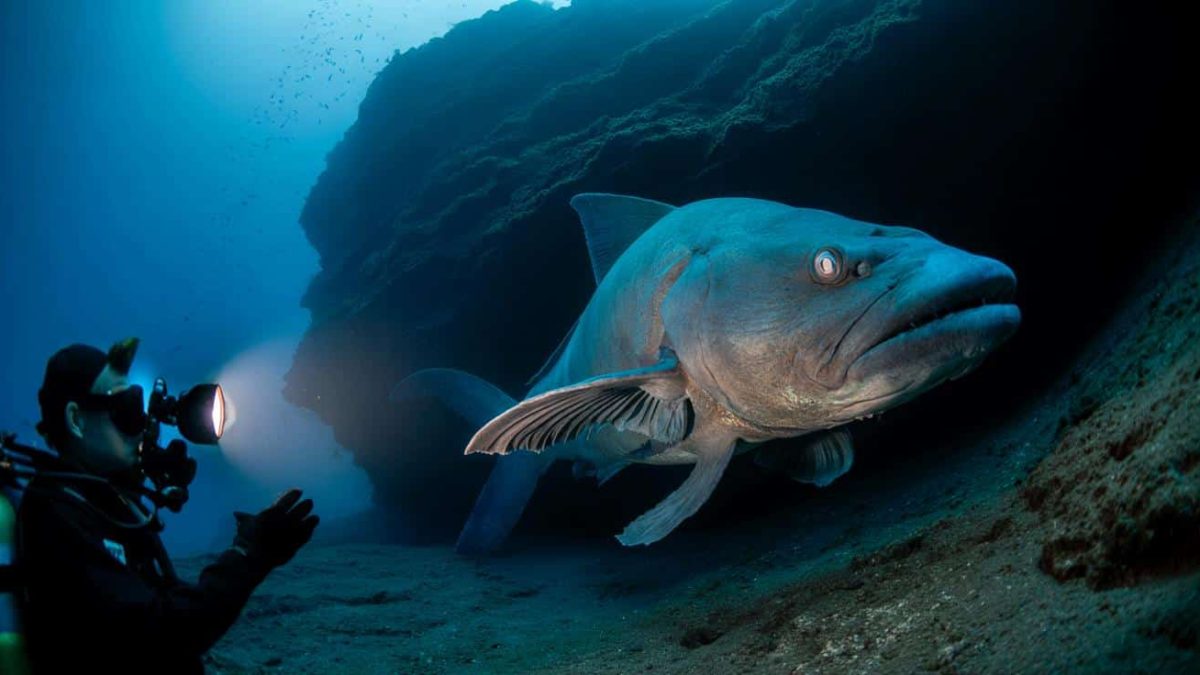 Shocking Footage Exposes Secret Creature that Defies Time – You Won’t Believe What Happened Next!