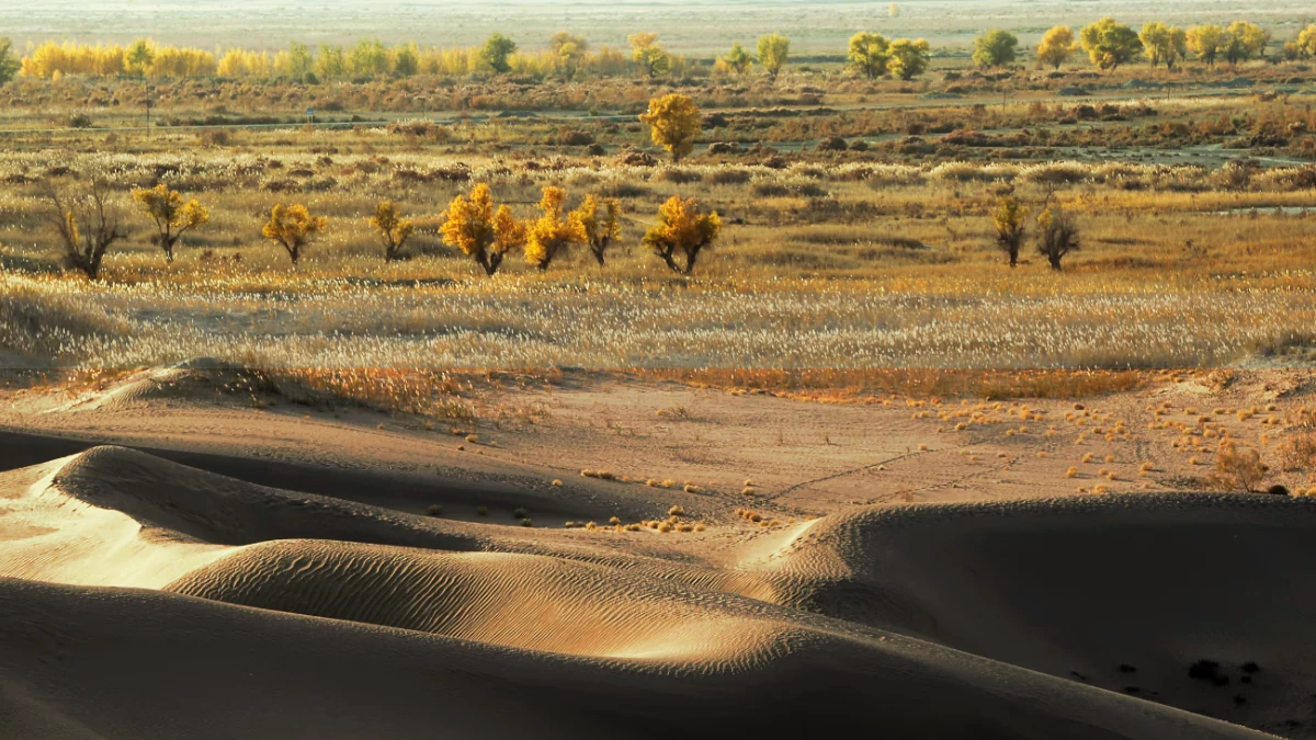 Uncovering the Astonishing Secrets Trapped in China’s Desert: How Trees Are Battling Climate Change’s Darkest Truths