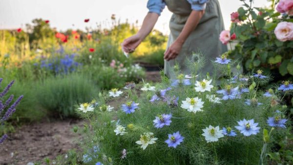 This Unassuming March Flower Is the Secret to a Lush, Vibrant Garden All Summer Long