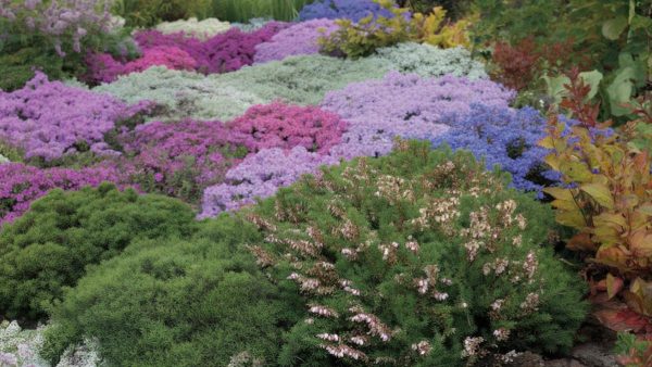 Discover the Unsung Heroes That Keep Your Garden Blooming Year-Round (You Won’t Believe #2!)