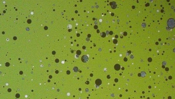 Shocking Discovery: Thousands of Mysterious Microbes Found in the Dung of Mighty Plant-Eaters