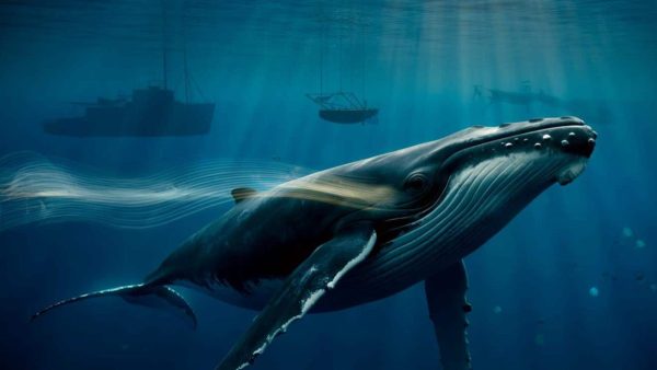 Unearthed 1949 Whale Recordings Expose Ocean’s Darkest Secrets