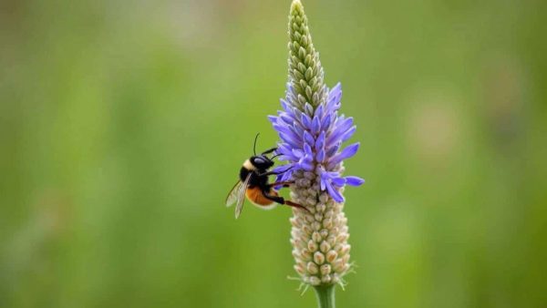 Unlock the Captivating Bee-Friendly Bloom That Will Transform Your Garden