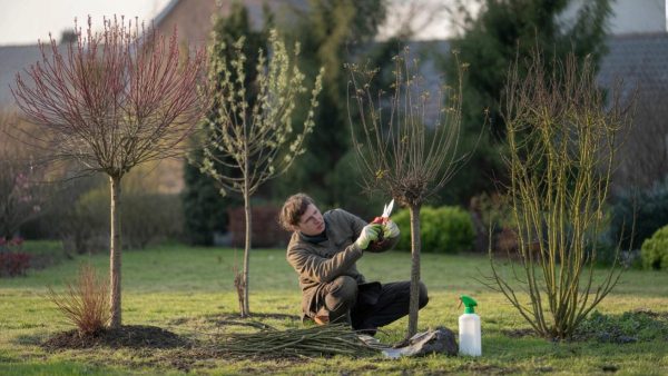 Shocking Secrets: The 5 Blooming Trees You MUST Prune NOW for Incredible Spring Blooms