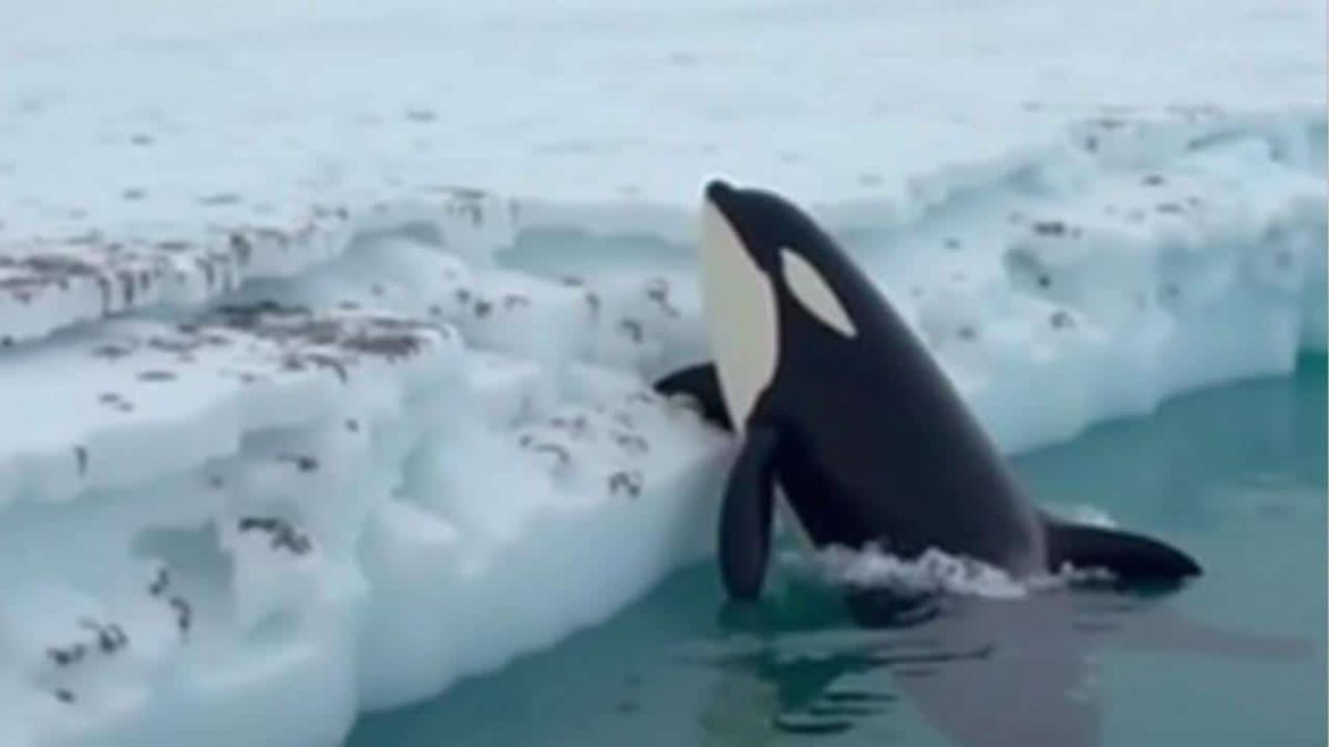 Orcas Feast as Greenland’s Ice Melts, Sparking Fishing Frenzy and Climate Clash