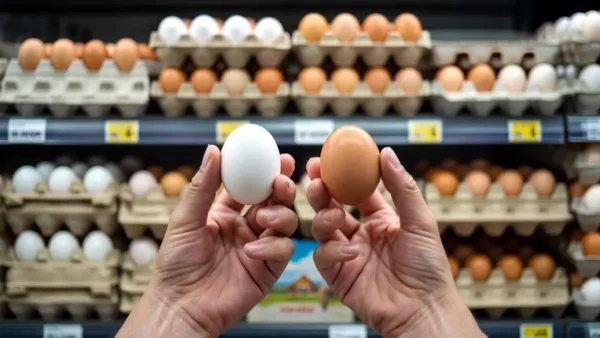 The Shocking Color of Eggs: What You’ve Been Missing at the Grocery Store