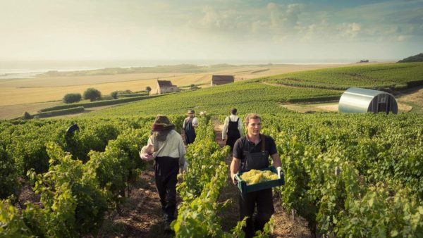Shocking Transformation: Northern France’s Forgotten Region Becomes a Thriving Winemaking Powerhouse