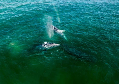 You’ll Never Believe What Happened to This Lone Rower in the Middle of the Ocean!