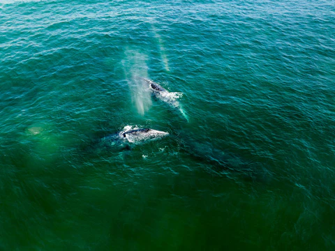 You’ll Never Believe What Happened to This Lone Rower in the Middle of the Ocean!