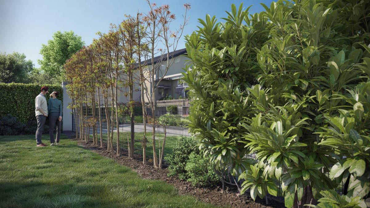 The Backyard Transformation You Won’t Believe – The Evergreen Shrub That Rejuvenates Privacy