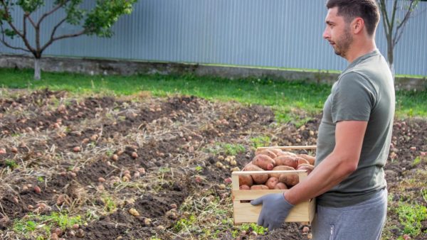 The Shocking Truth About Potato Planting Depths That Can Boost Your Harvest by 200% (You Won’t Believe This!)
