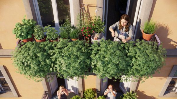 The Shocking Truth About Citronella: How a Beloved Plant is Turning Balconies into Battlegrounds